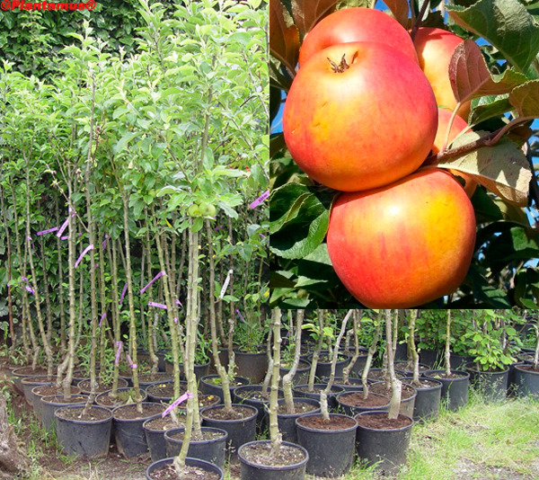 El manzano (Malus domestica) es un árbol de hoja caduca que alcanza entre 2 y 4 metros de altura. Es el frutal más resistente al frío, aunque sensible a las heladas tardías de primavera. No es exigente en cuanto a sus necesidades edáficas, se adapta bien a todo tipo de suelos aunque prefiere aquellos que sean ricos en materia orgánica. Floración llamativa que cubre las ramas del árbol de color blanco. La variedad 'Reina de Reinetas' tiene frutos medios de forma achaparrada, de color amarillo con estrías rojas y de carne blanca, perfumada, de sabor azucarado y piel firme. (NOTA IMPORTANTE: este producto se vende EN MACETA, con una altura aproximada a 1,75 metros. La imagen mostrada es representativa de la evolución natural esperada de un ejemplar maduro).